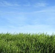 Grass and sky image RESIZED